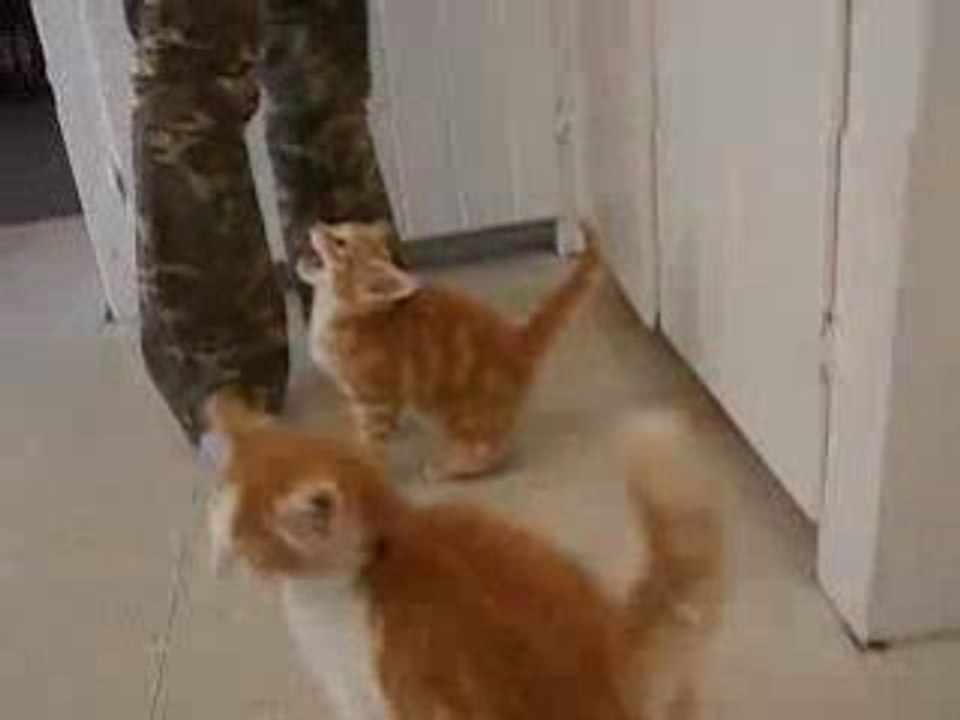 Chat affamé : la revolution