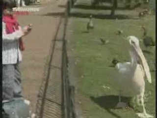 Comment se debarasser des pigeons, anti pigeons efficace