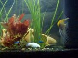 ma premier video de mon aquarium de 180 L