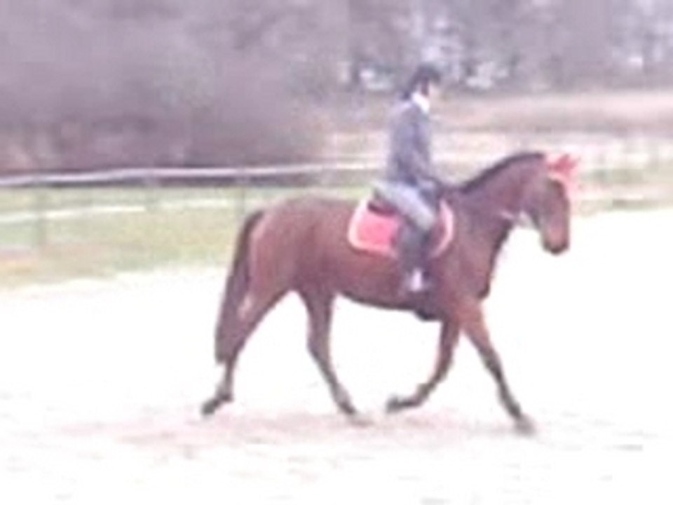 Magica novembre 2008