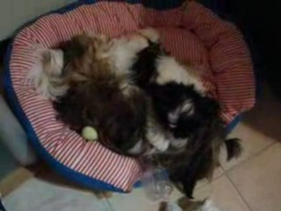 Vidéo 080