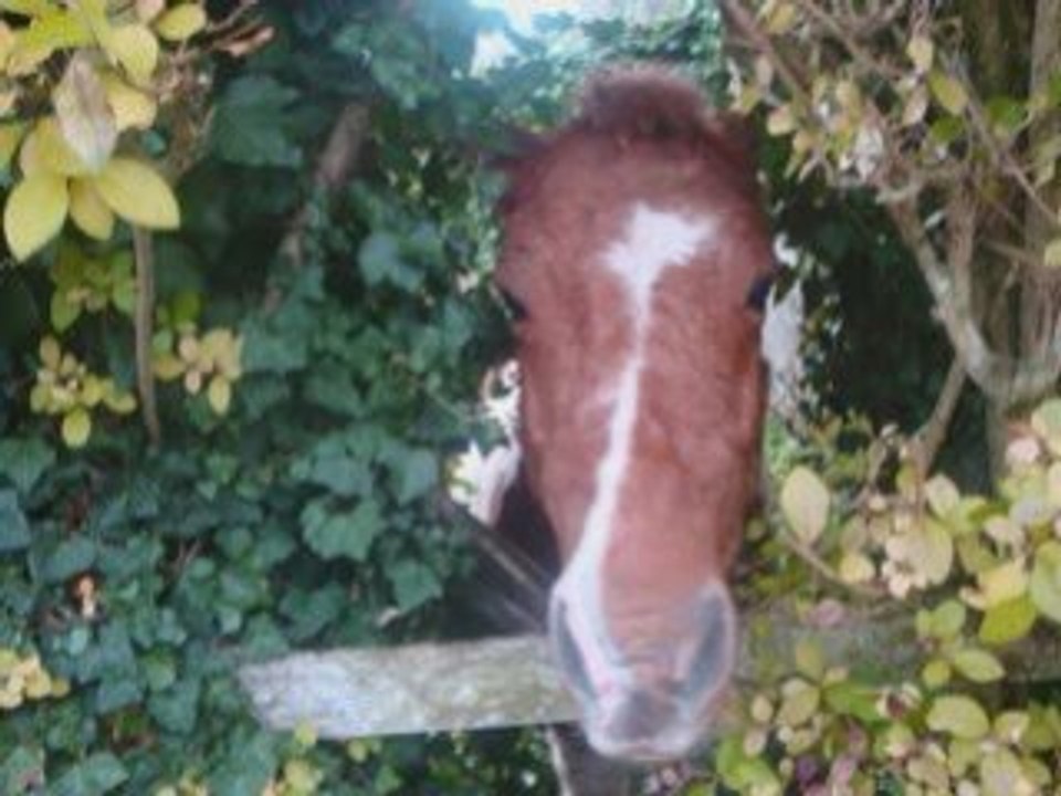 Bufalo monter.