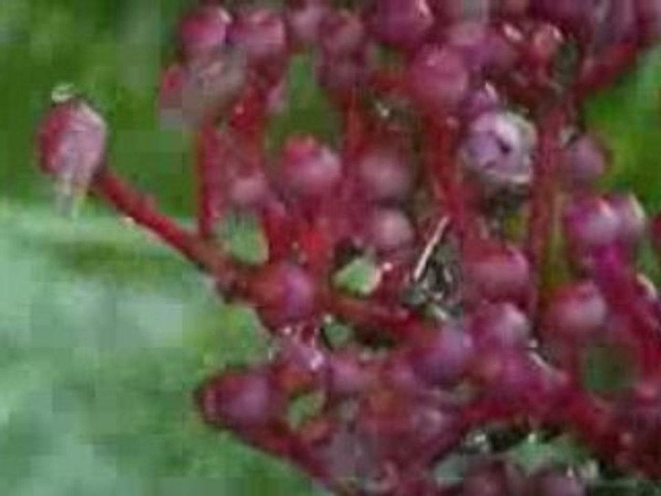 Les fourmis 1