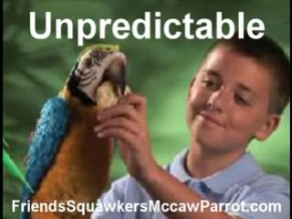 Friends Squawkers McCaw Parrot