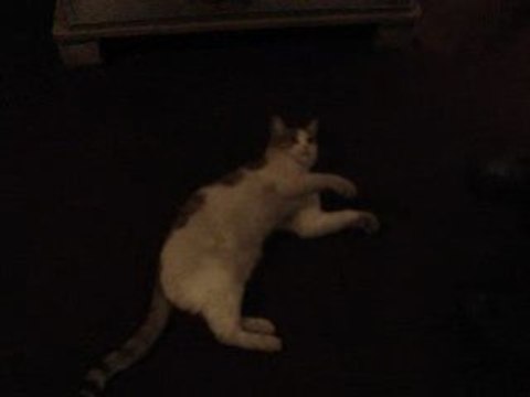 Unikaradeniz.com - Kurtulus Parki Hoptek Oynayan Kedi