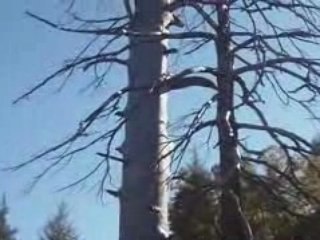 Azrou le plus vieux Cèdres du monde