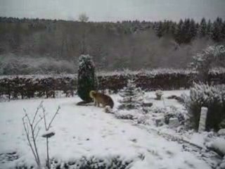 Neige en novembre 2008