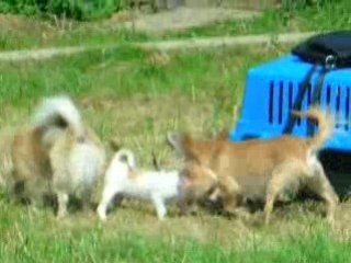 Heaven bébé & Ethan 1er sortie extérieure.