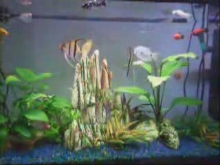 Acquario tropicale con acqua dolce - Tropical Aquarium