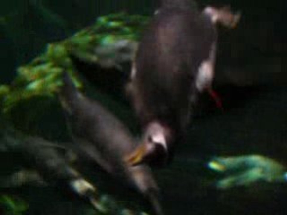 pingouin