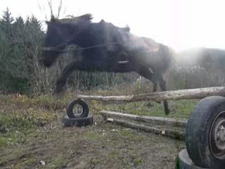 Mon poulain, Tiramisu qui saute