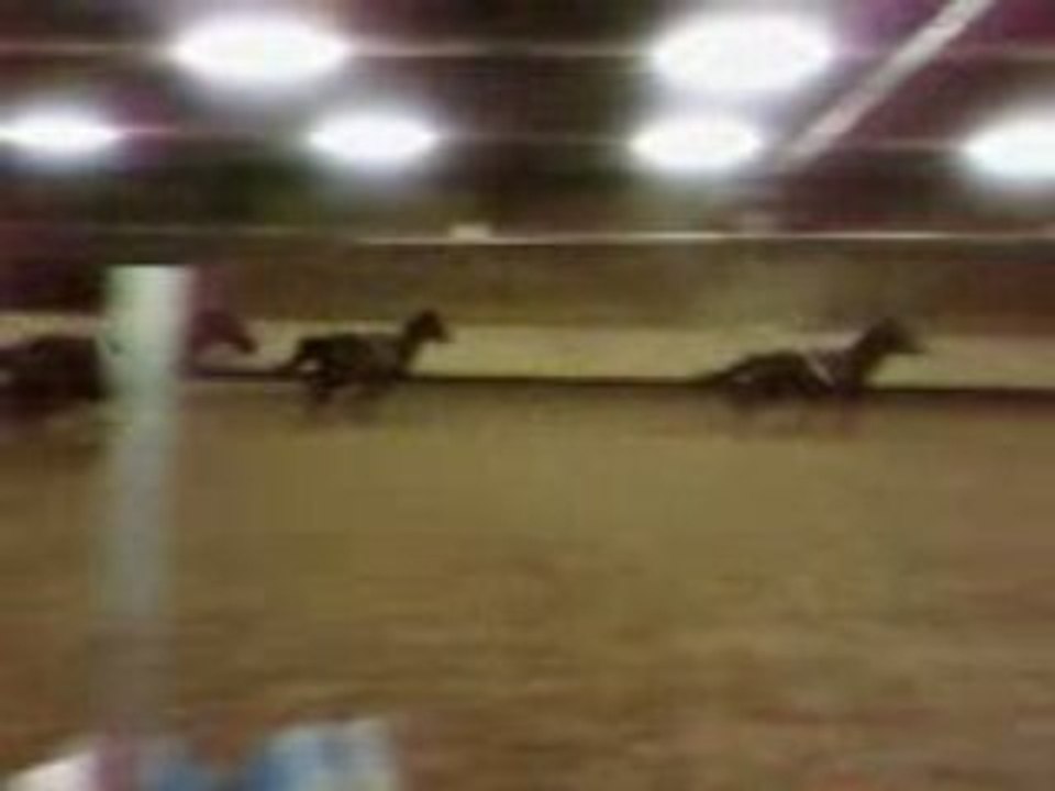 Cheval 1
