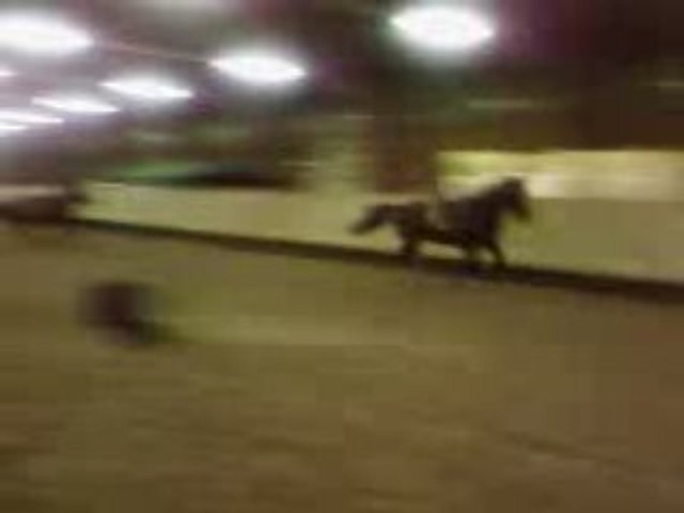 cheval2