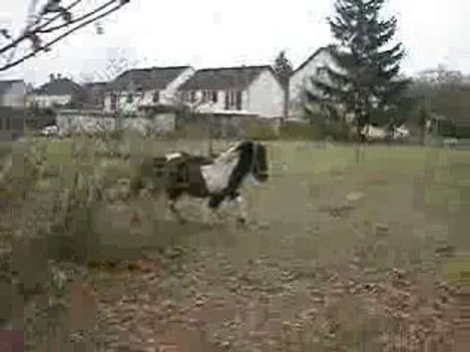 Galop Didi