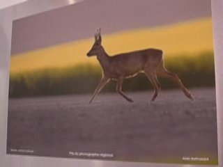 Montier en Der  / Halle au blé