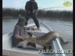 BIGGEST CATFISH I HAVE EVER SEEN CAUGHT