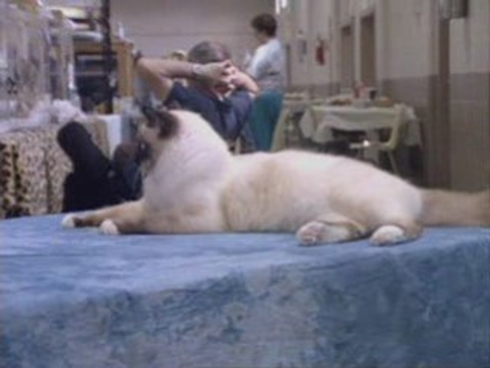 The Birman Cat