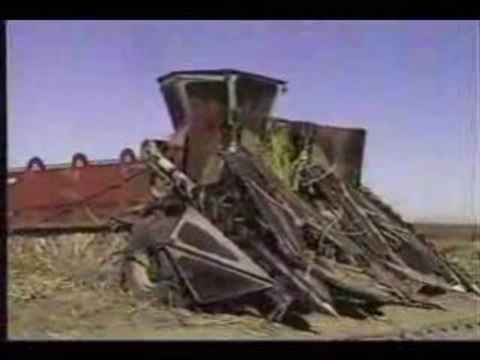 Recolte canne a sucre 1