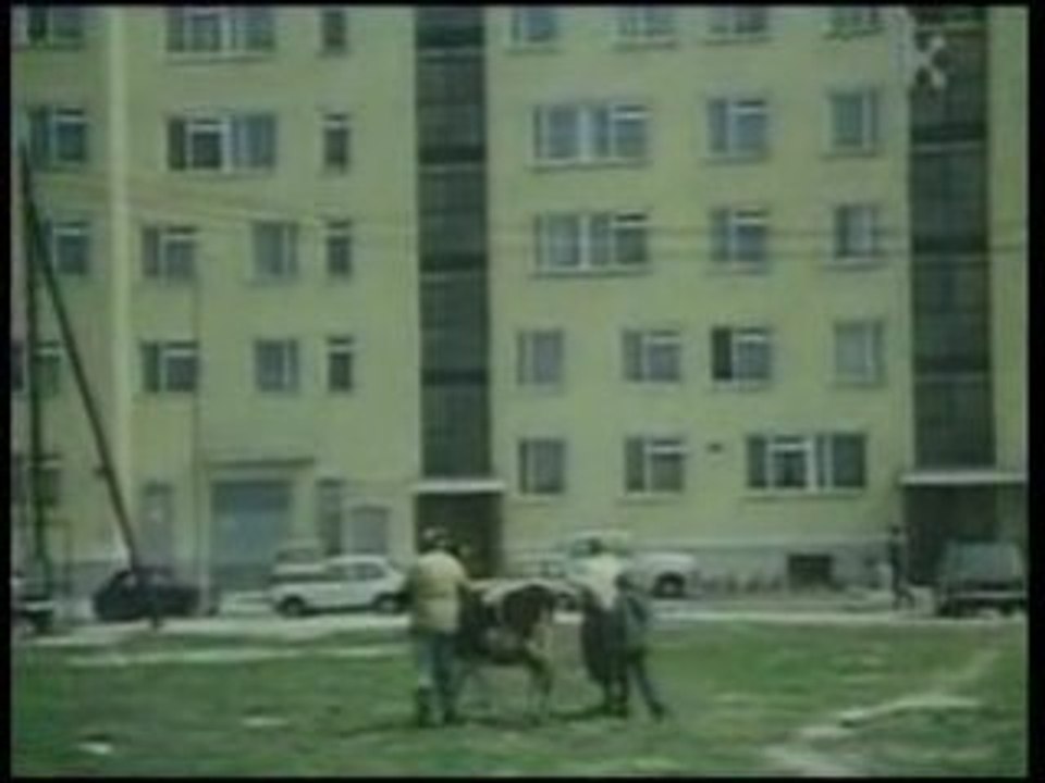 Filip z konopii - krowa