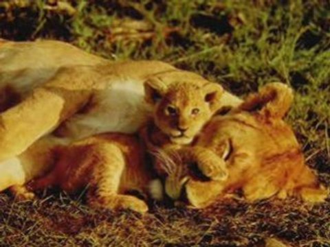 Nos amis les animaux