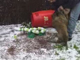 Chiot tervueren femelle