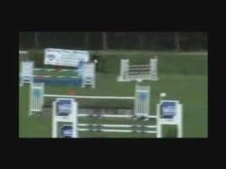 CONNEMARA STALLION FOR SALE