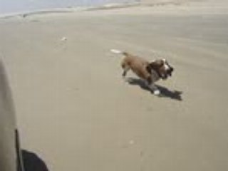 Max correndo e latindo