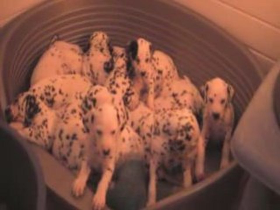 Nos chiots de décembre