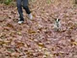 Doogie et la course dans la foret