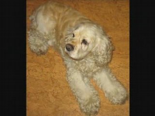 IDEM toutou tout doux