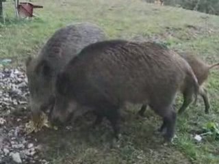 sangliers courchevel