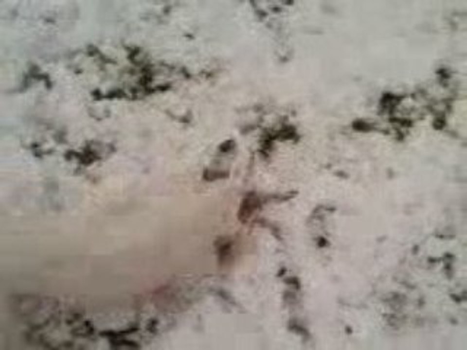 Citrouille dans la neige !!