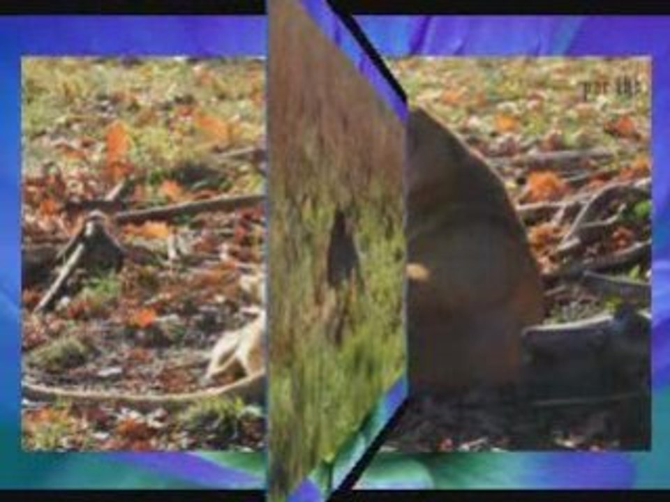 Les felins de Nesles