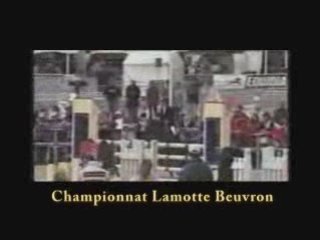 CONNEMARA STALLION FOR SALE