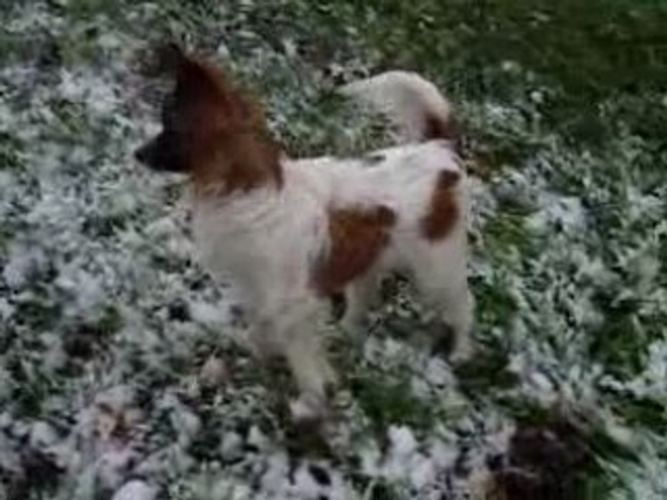 Dolly et sa 1ère neige