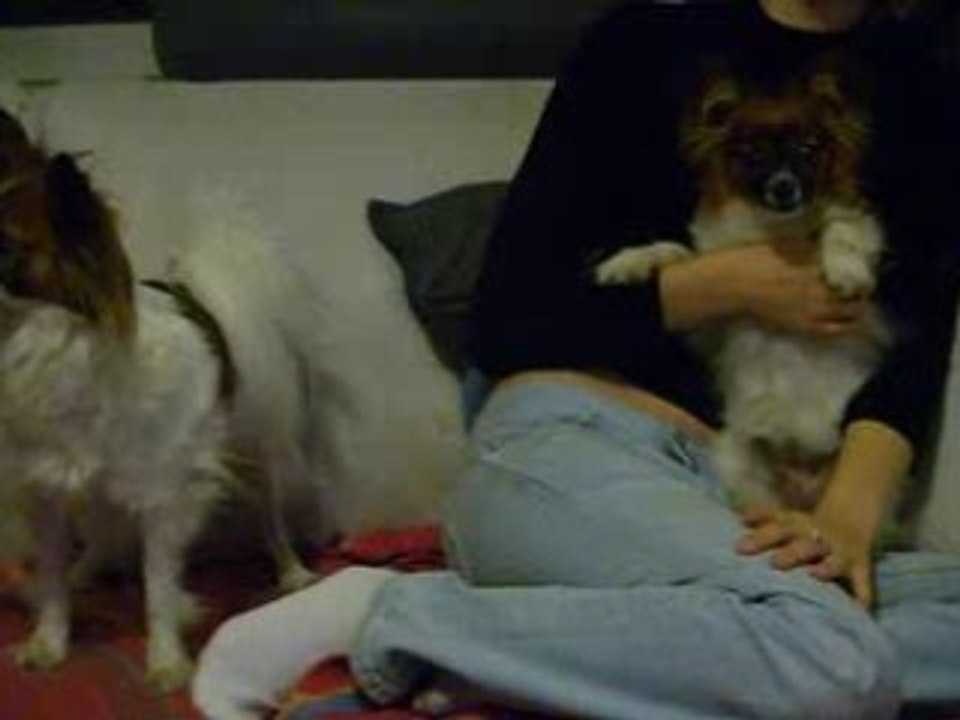 Dolly a vu un moustique
