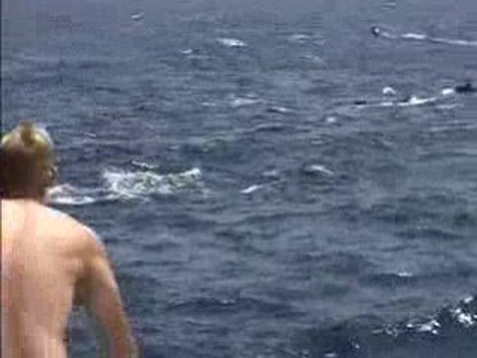 Dolphin Trip