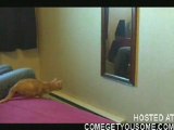 Un gatto vuole entrare in uno specchio