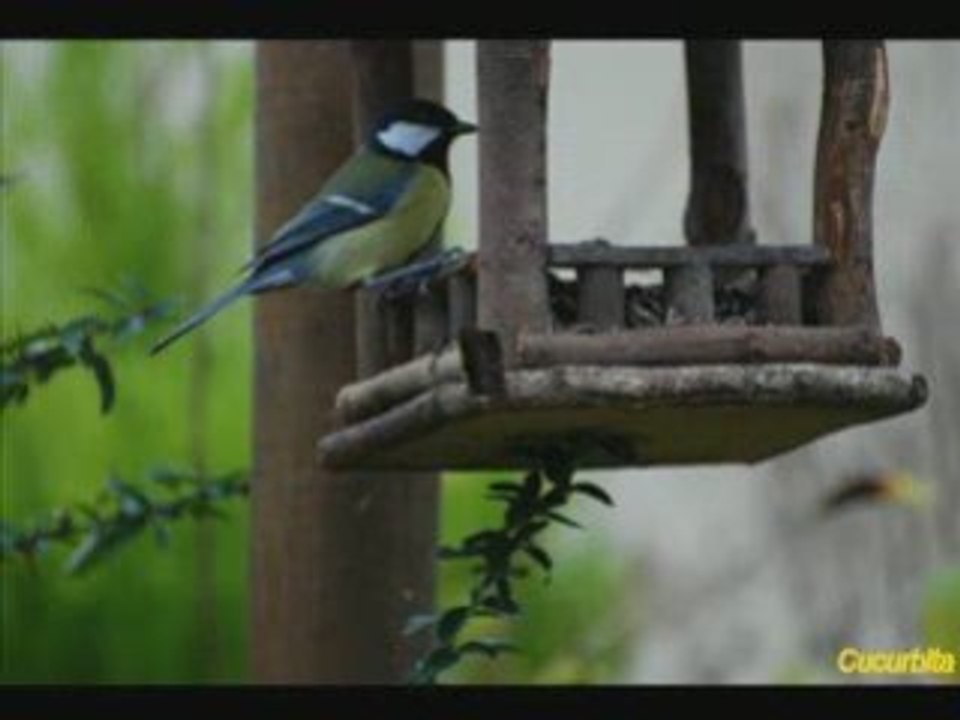 La mésange charbonnière