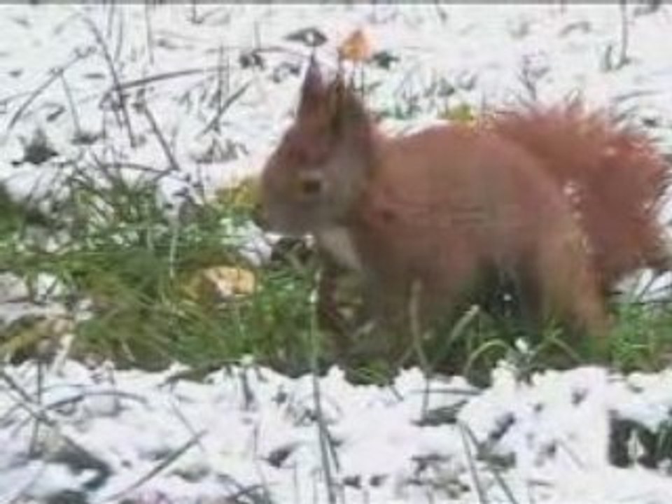 eichhoernchen(squirrel) im Schnee