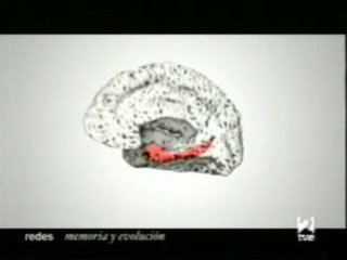 ¿Cómo Funciona la Memoria Humana? Descubre su Fascinante Mecanismo 🧠 - thumbnail