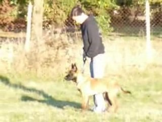 Suite en laisse diuke 3 mois et demi