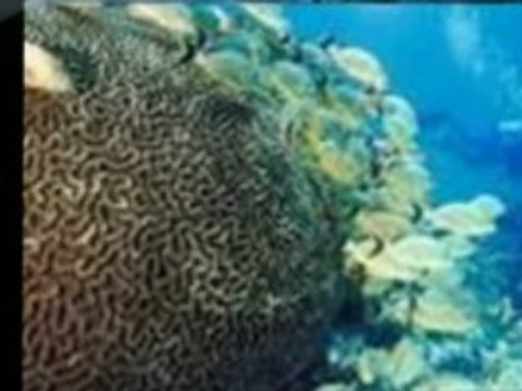 Dominican Republic Tourist Information For Sosua & Cabarete