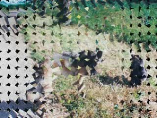 Mes animaux en vidéo