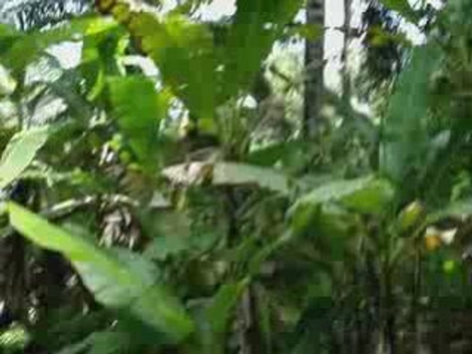 en pleine forêt a Bigongok