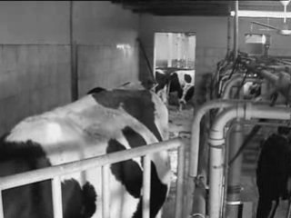 Bètes de concours / intrusion 6