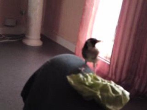 chardonneret de kabylie