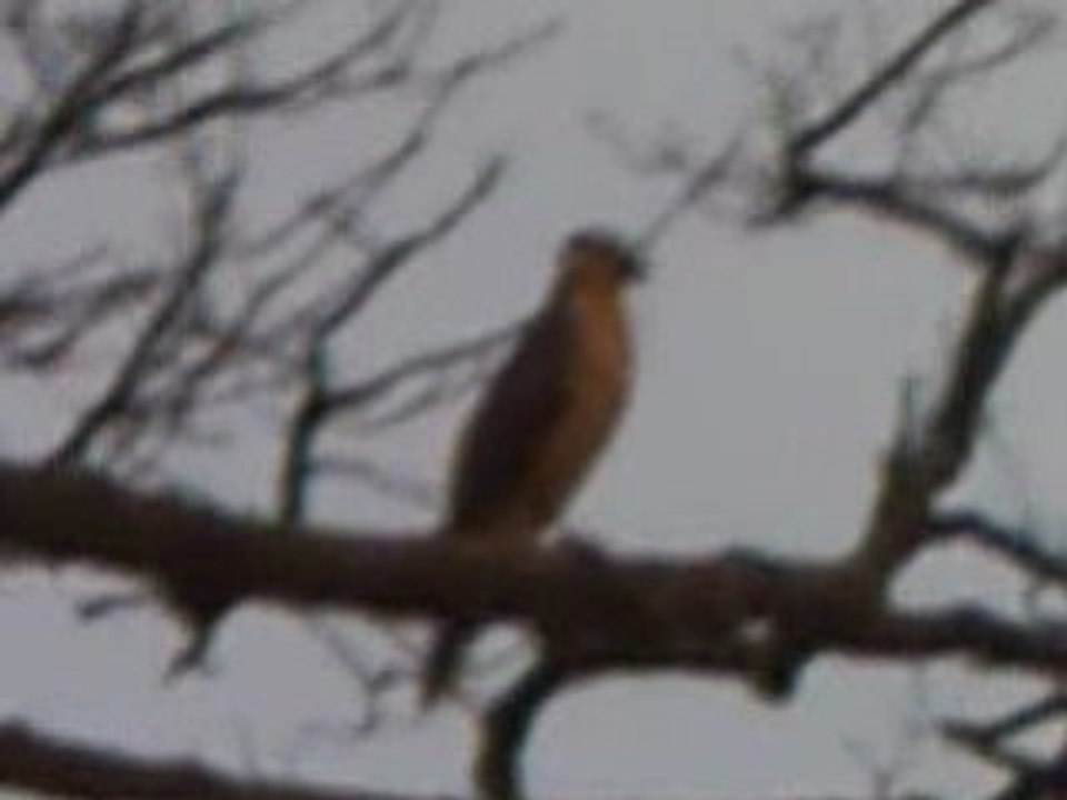 The Hawk