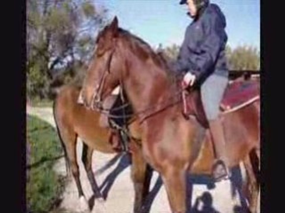 ESSAI MONTANA