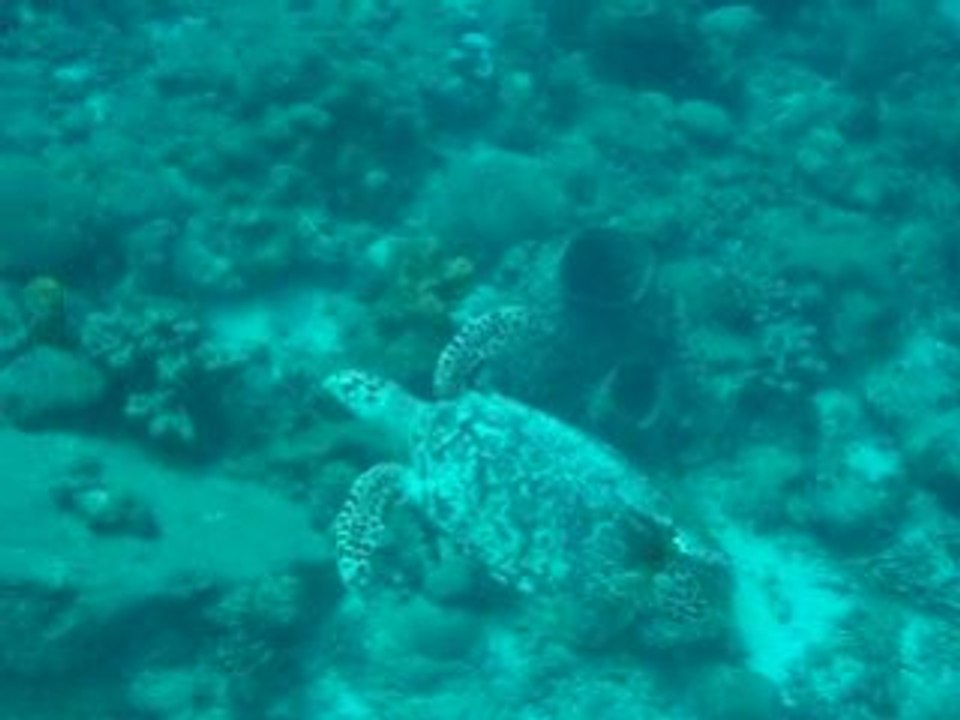 Tortue caraibes